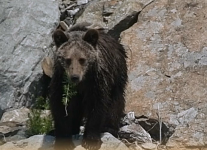 Молодой медведь вышел на Большую байкальскую тропу