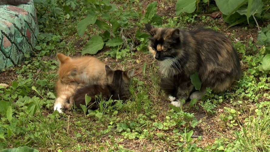 Кошки оказались в центре масштабного соседского спора в Иркутске