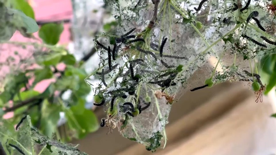 Истребить горностаевую моль никак не получается в Иркутске