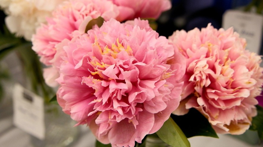 Царство пионов на несколько дней создали в Иркутске