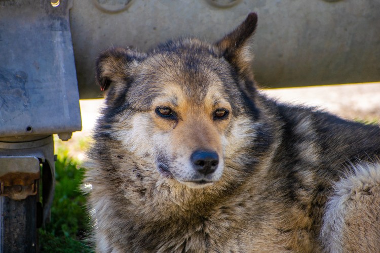 8 уголовных дел в связи с жесткостью по отношению к животным возбуждено в Иркутской области в этом году