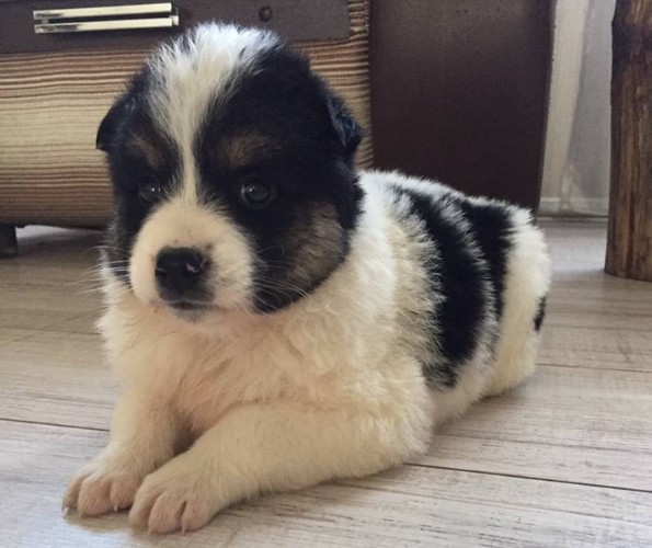 Штрафы до 15 тыс. рублей введут в Приангарье за нарушение правил обращения с животными