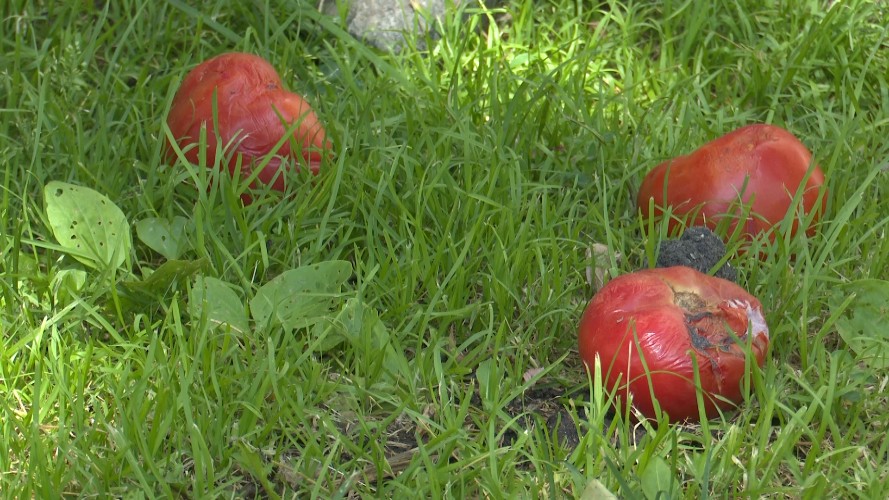 Помидоры оказались в центре детективной истории в Иркутске