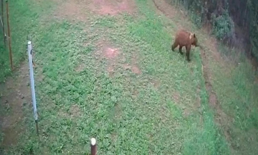 Медведи выходят к дачам в Братском районе