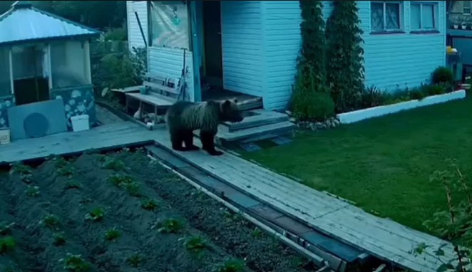 Более 10 раз выходили в этом году медведи к населённым пунктам Усть-Илимского района