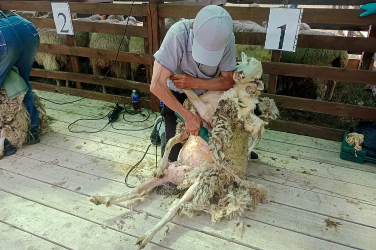 В стрижке овец состязались участники "Ёрдынских игр" в Ольхонском районе