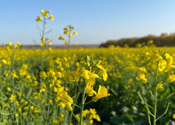 91% годового плана по экспорту сельхозпродукции уже выполнила Иркутская область