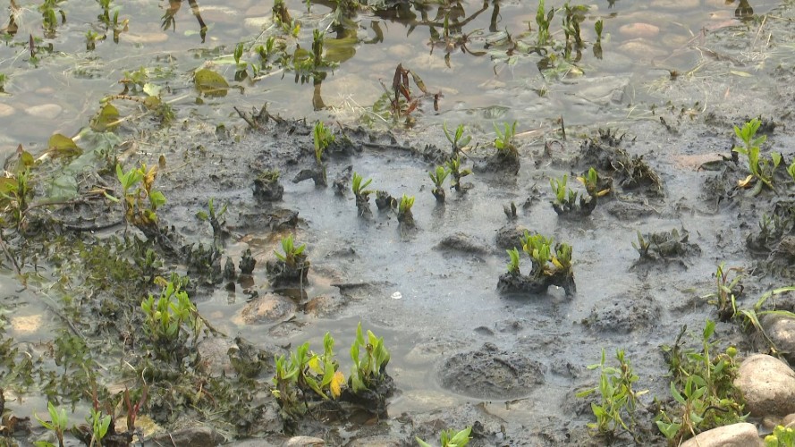 В воде на единственном официальном пляже Иркутска появилась мутная плёнка