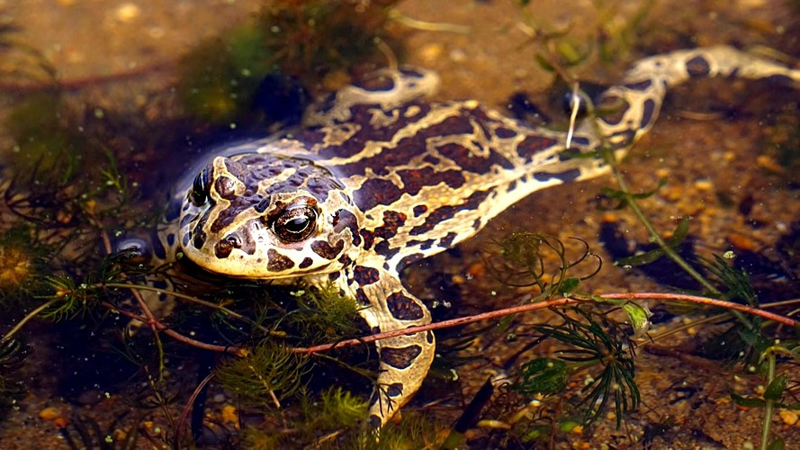 Из-за засухи погибло потомство монгольских жаб в Иркутской области
