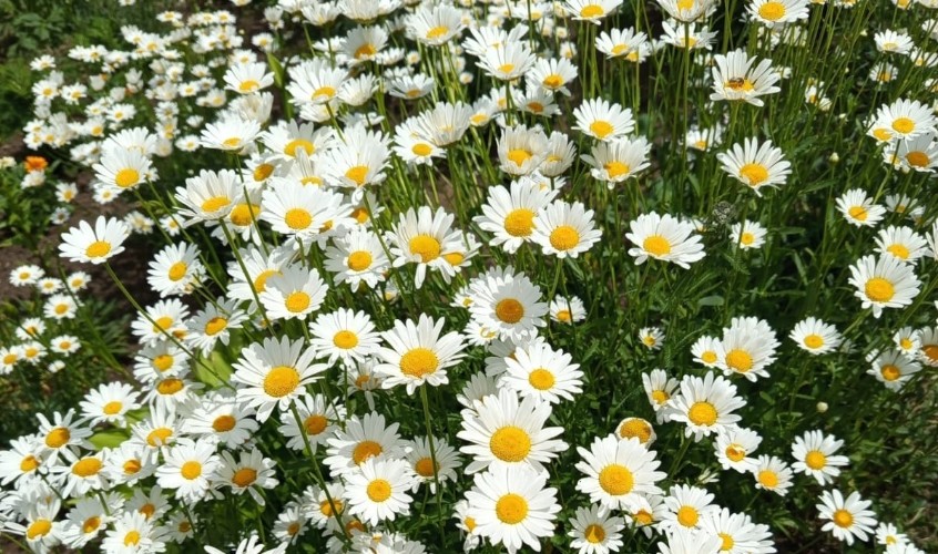 "По весточке": варианты развлечения