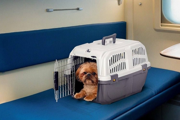 Жители Иркутской области регулярно отправляют своих питомцев в железнодорожное турне