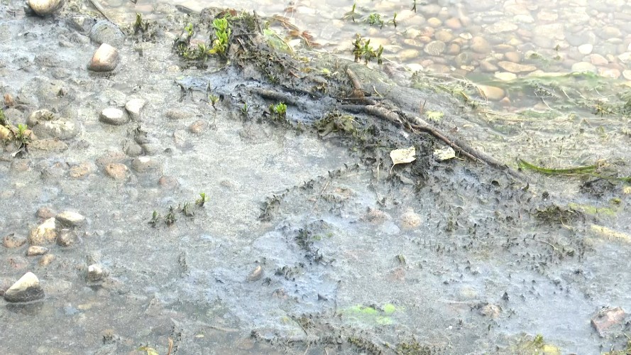 Росприроднадзор объяснил появление мутной плёнки на Якоби в Иркутске