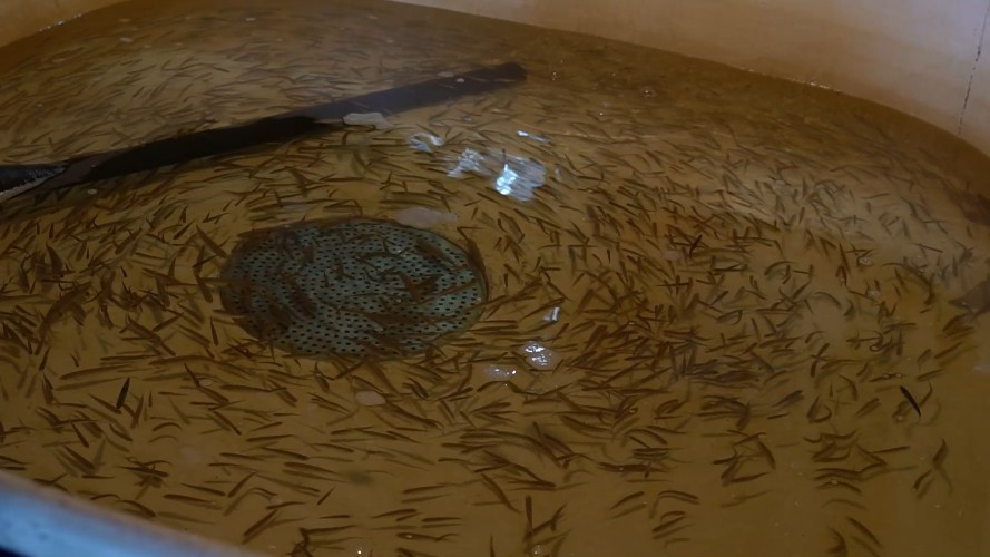 Мальков хариуса с рыбзавода в Усольском районе отправили в Забайкалье