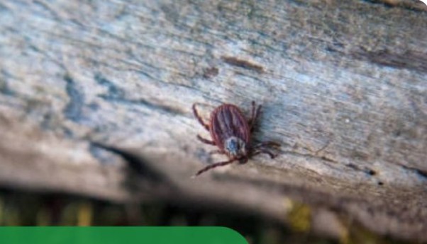 Более 15 тысяч раз нападали клещи на жителей Приангарья в 2025 году