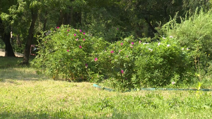 "Вы спросили — мы ответили": почему в Иркутске во дворах не сразу убирают скошенную траву?