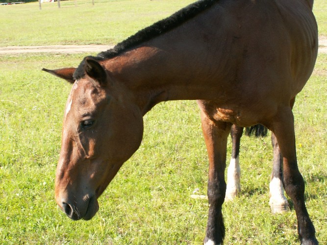 Житель Нижнеилимского района не дал ветеринарам поставить прививки своим лошадям