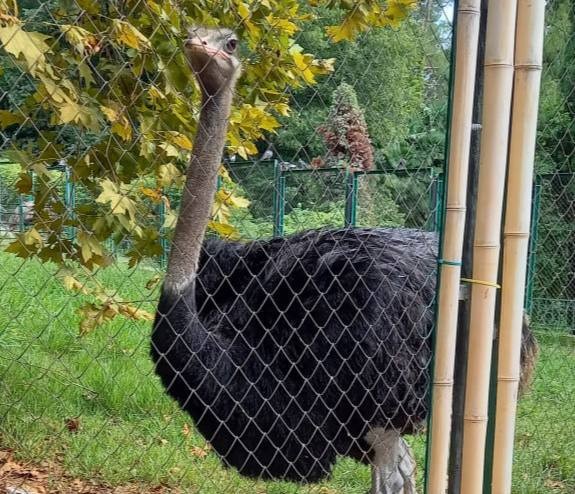Выращивать голубику и страусов научились ветераны СВО в Иркутской области