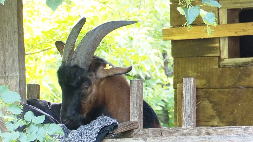 Коз в частном подворье Братска загрызли какие-то звери