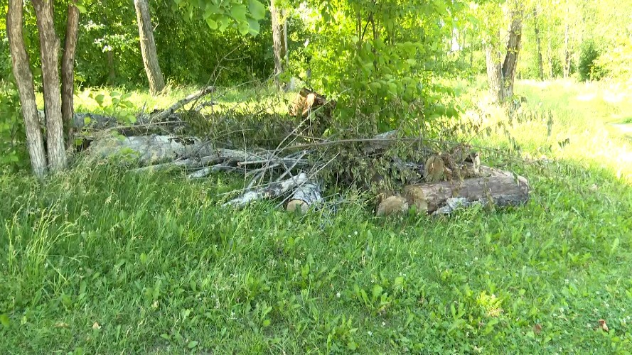 Точечная вырубка деревьев на пляже Якоби беспокоит иркутян