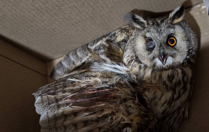 Сову с повреждённым после шторма крылом привезли в Иркутский зоопарк