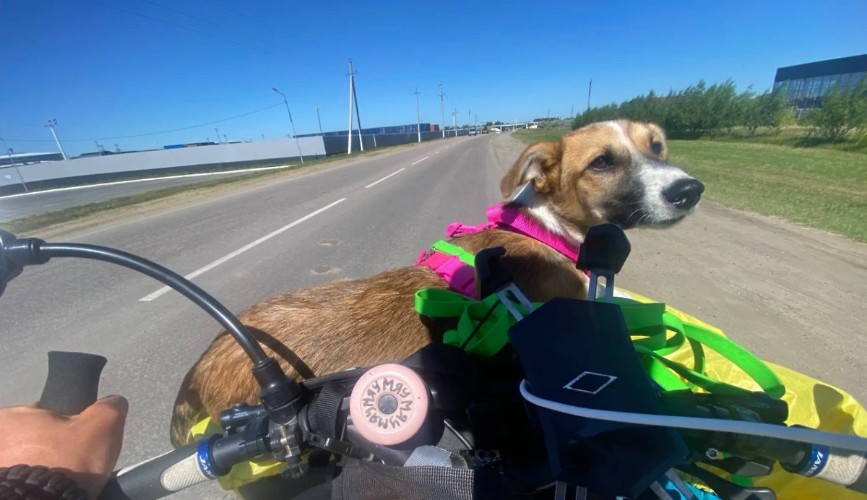 Ехавший из Иркутска в Питер велосипедист подружился с Колбасой