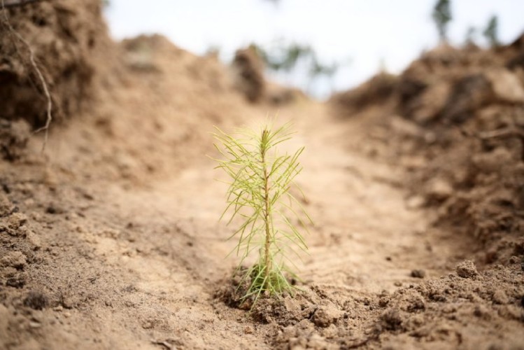 Иркутская область возглавила всероссийский рейтинг по восстановлению лесов