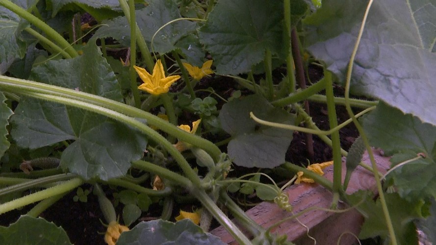 Сад образца 19 века создают в Иркутске