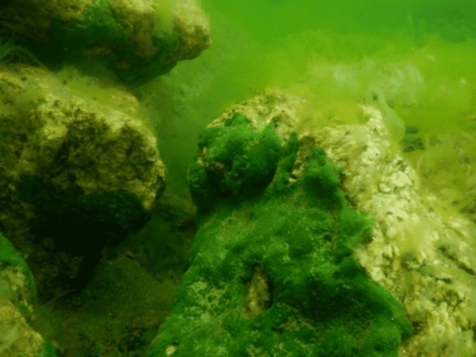 Учёные ИГУ: "Пик спирогирового кризиса на Байкале пройден"