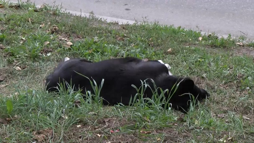 В 3 районах Иркутской области никто не отлавливал бездомных собак