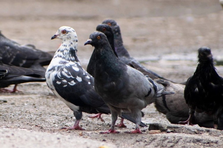 Иркутян могут оштрафовать за кормление голубей под окнами