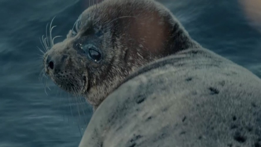 Байкальские нерпы стали главными героями научно-популярного фильма