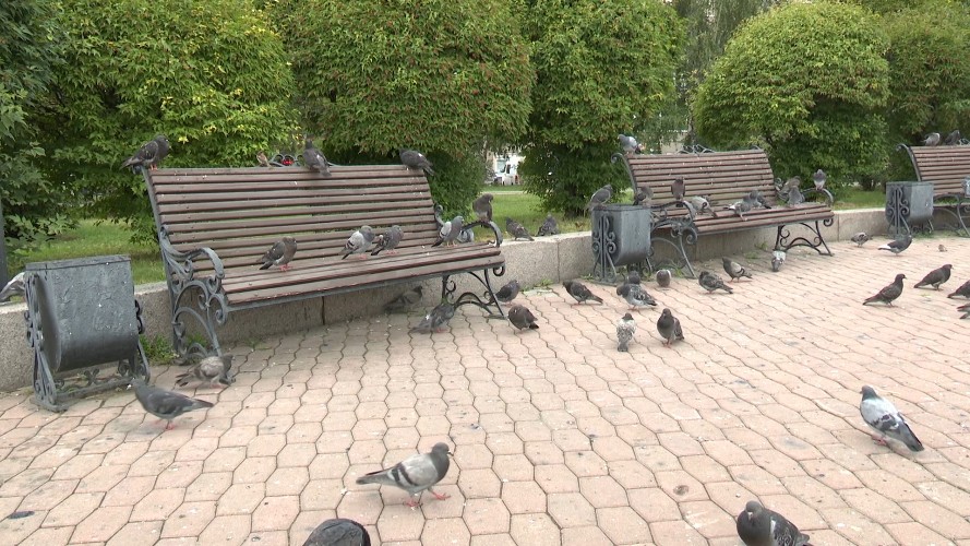 Подкармливающие голубей иркутяне рискуют лишиться денег
