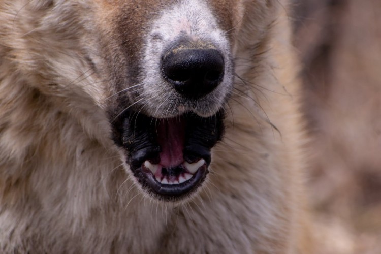 Домашняя собака напала на шестилетнего мальчика в городе Черемхово