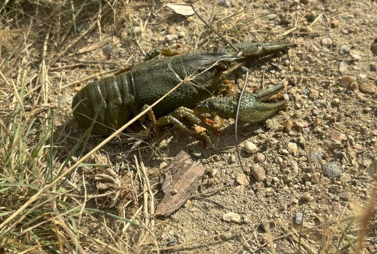 Загадочные раки появились в затопленном карьере Нукутского района