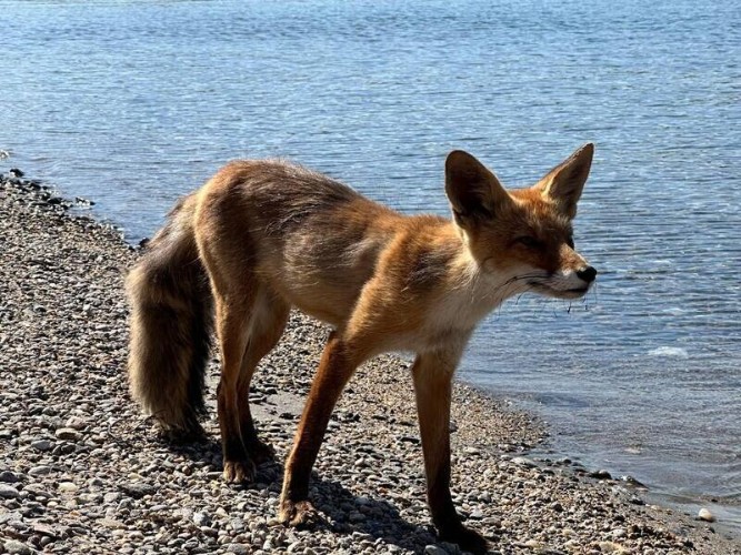 Лису-туристку «департировали» с байкальского острова Огой