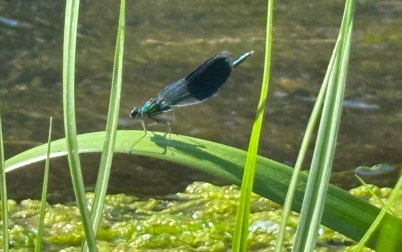 Красотка блестящая: эффектную стрекозу заметили на реке Заларинка в Нукутском районе