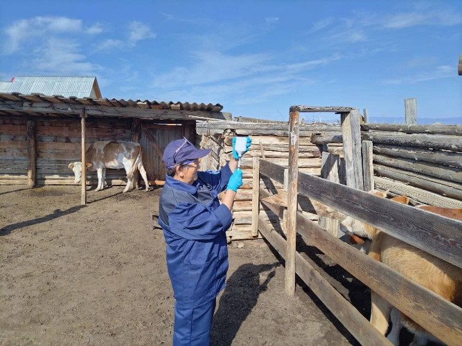Более 1,3 млн противоэпизоотических обработок провели ветеринары в Приангарье с начала года