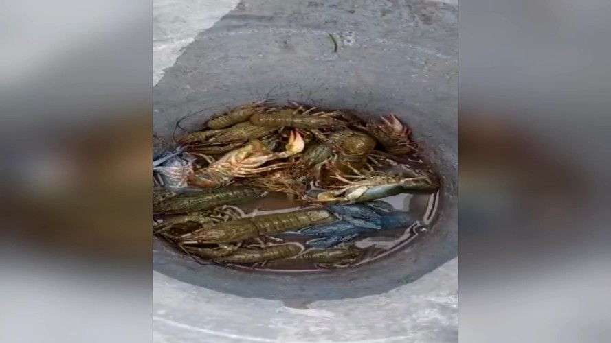 Раки завелись в искусственном водоёме в Нукутском районе