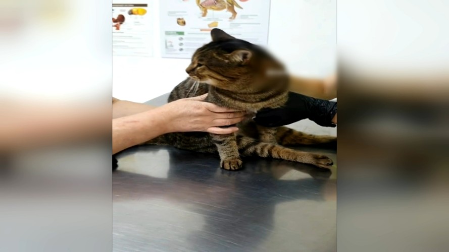 У выброшенного кота с пятого этажа дома в Ангарске сломан позвоночник