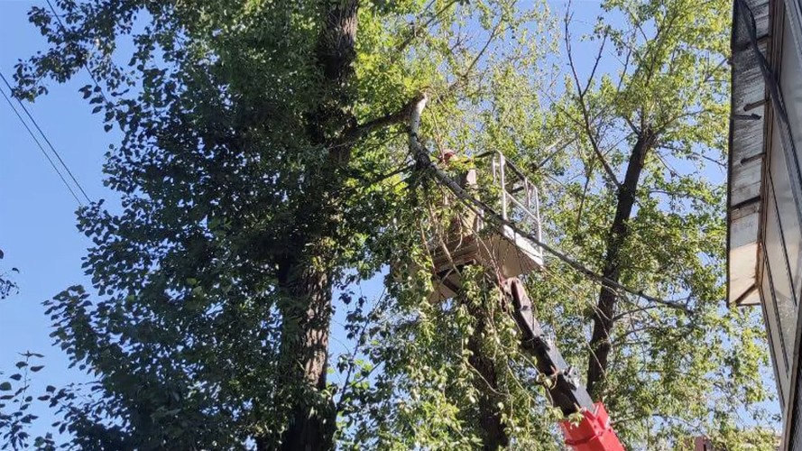 10 тыс. деревьев обрежут и спилят в Иркутске