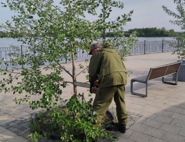 Более 10 тысяч аварийных деревьев обрежут в Иркутске в этом сезоне