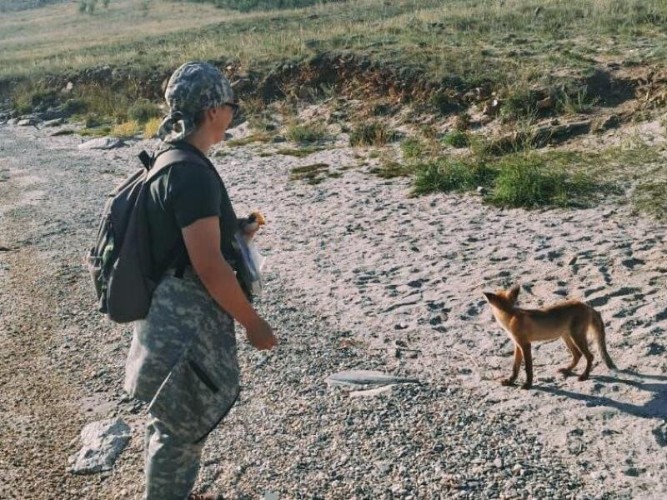 Детёныш «депортированной» с байкальского Огоя лисы мог остаться на острове