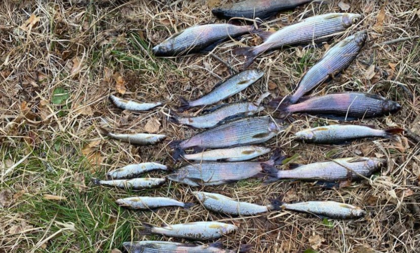 Двоих жителей Нижнеудинского района осудили за браконьерство