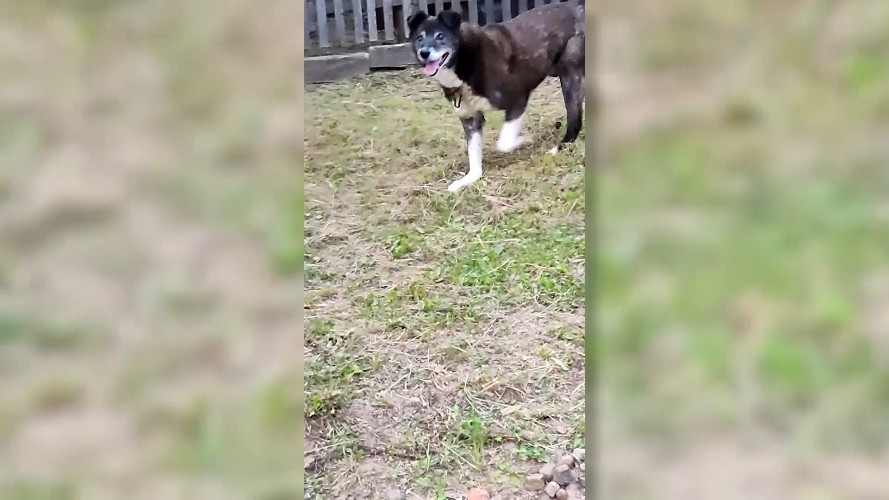 В Братске с мая не отлавливают бездомных собак из-за нехватки средств