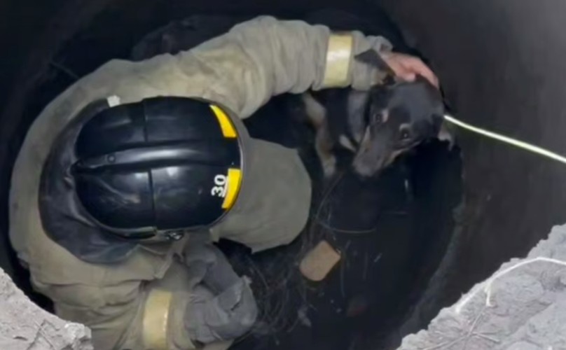 Собаку спасли из подземного колодца в Усть-Куте