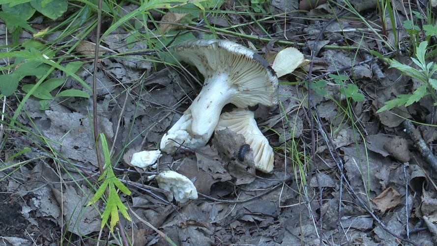 От 50 до 80 человек ежегодно теряются в Иркутской области