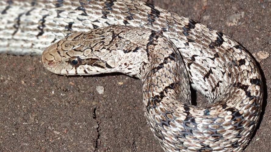 Змею обнаружили рядом с домом жители Осинского района