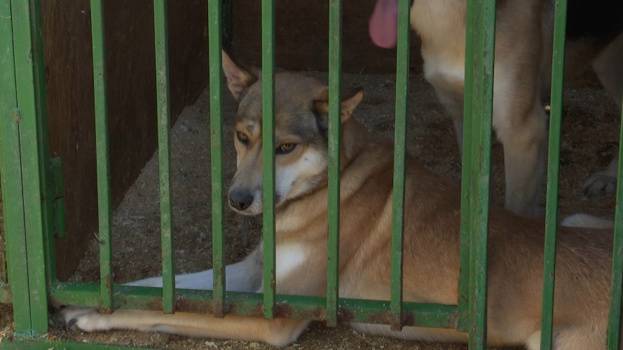 Больше 2 тысяч бездомных собак бродят по улицам Иркутска