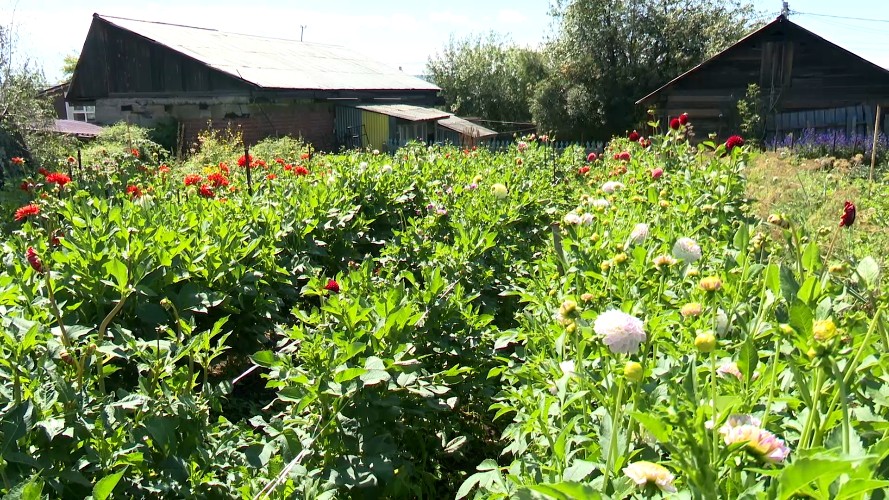 Некоторым цветоводам Иркутска не дали разрешения на уличную торговлю