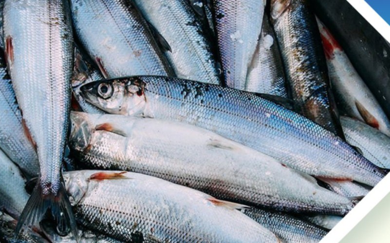 На Байкале введён сезонный запрет на вылов омуля